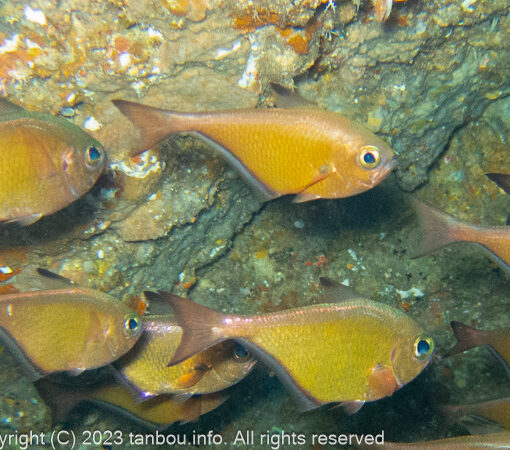 リュウキュウハタンポ