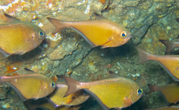 リュウキュウハタンポ