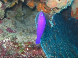 クレナイニセスズメ