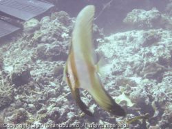 ミカヅキツバメウオ