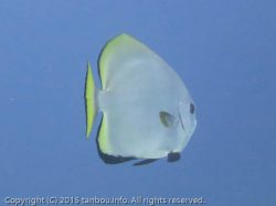 ミカヅキツバメウオ