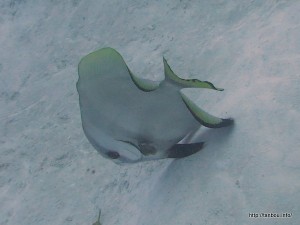 ナンヨウツバメウオ