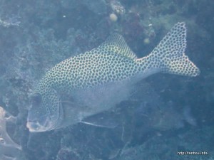 チョウチョウコショウダイ