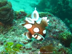 チョウチョウコショウダイ