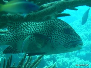 チョウチョウコショウダイ