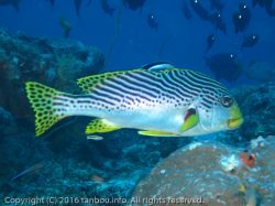 アヤコショウダイ