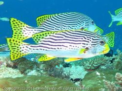 アヤコショウダイ