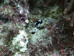 アジアコショウダイ-1