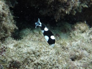 アジアコショウダイ