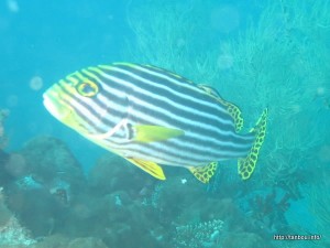 ムスジコショウダイ