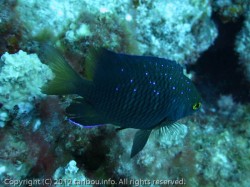 ルリホシスズメダイ