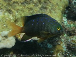 ルリホシスズメダイ