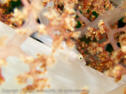 スケロクウミタケハゼ