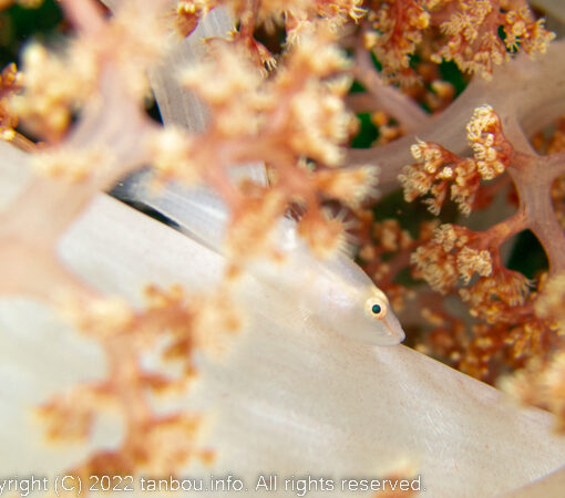 スケロクウミタケハゼ