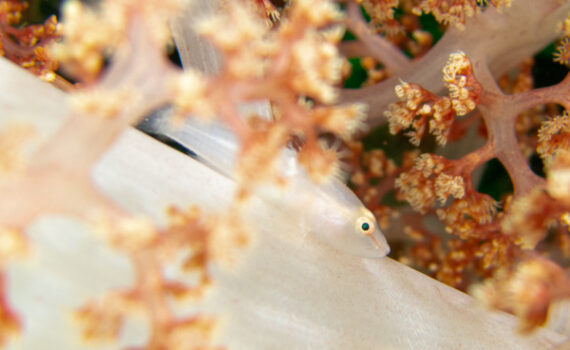 スケロクウミタケハゼ