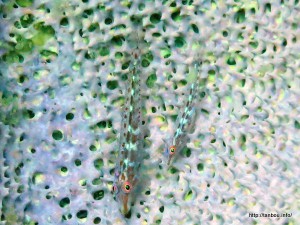 クリングゴビー