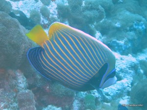 タテジマキンチャクダイ