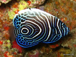 タテジマキンチャクダイ