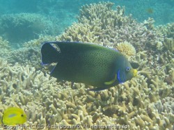 サザナミヤッコ