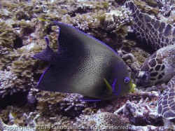 サザナミヤッコ