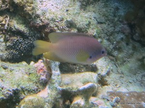 ニセネッタイスズメダイ