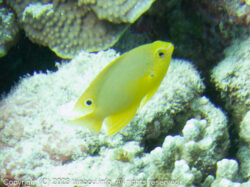 ニセネッタイスズメダイ