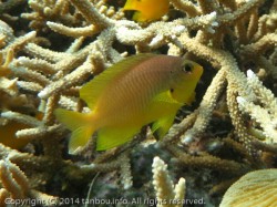 ニセネッタイスズメダイ