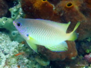 ニセネッタイスズメダイ