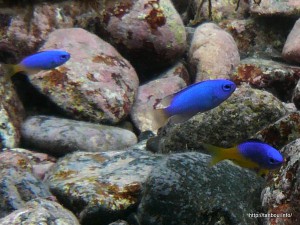 ソラスズメダイ