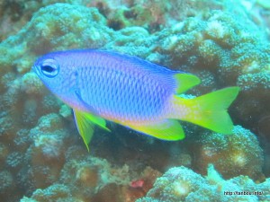 ソラスズメダイ