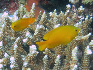 ネッタイスズメダイ