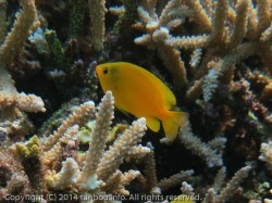 ネッタイスズメダイ