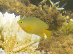 ネッタイスズメダイ