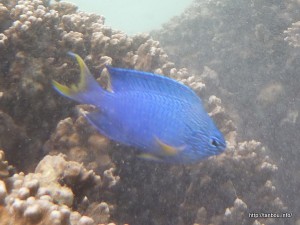 クジャクスズメダイ