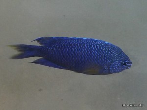 クジャクスズメダイ