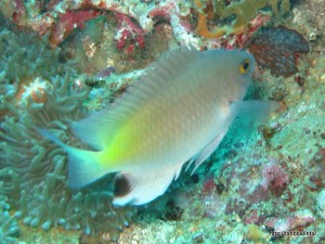 ブラックスポットダムゼル