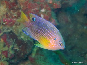 クロメガネスズメダイ