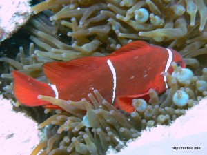 スパインチークアネモネフィッシュ 世界史探訪 See The World スパインチークアネモネフィッシュ 世界史探訪 See The World