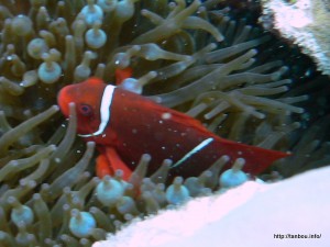 スパインチークアネモネフィッシュ