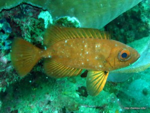 アカネキントキ