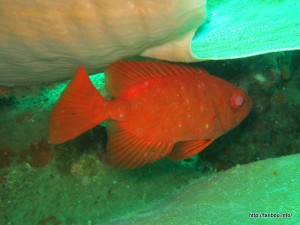 アカネキントキ