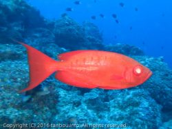 ホウセキキントキ