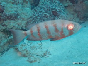 ホウセキキントキ