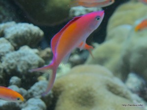 アカネハナゴイ