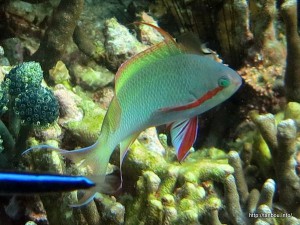 メラネシアンアンティアス