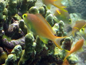 メラネシアンアンティアス雌