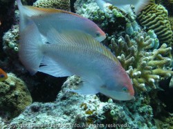 ケラマハナダイ