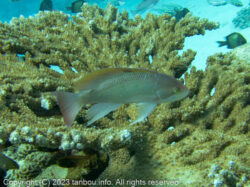 ケラマハナダイ