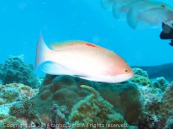 ケラマハナダイ