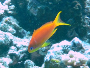 キンギョハナダイ